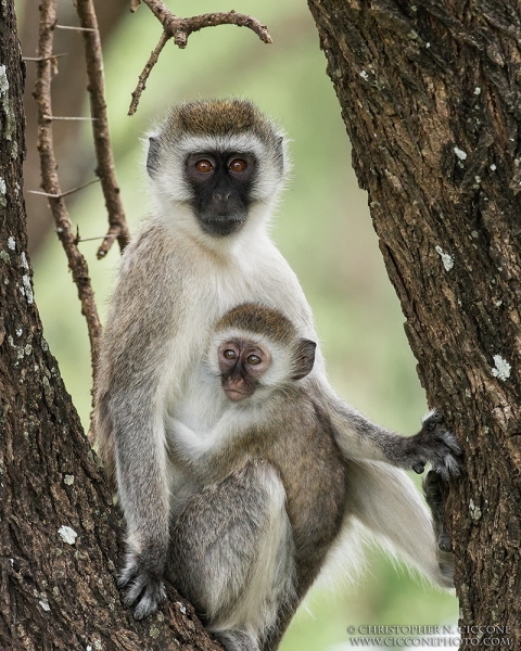 Vervet Monkey