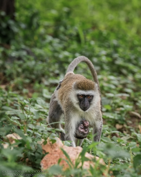 Vervet Monkey