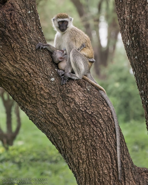 Vervet Monkey