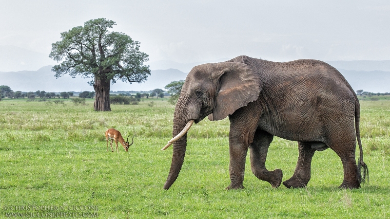 Elephant