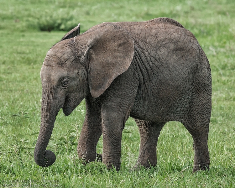 Elephant