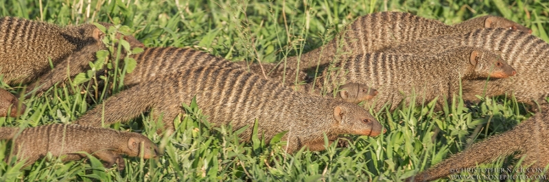 Banded Mongoose