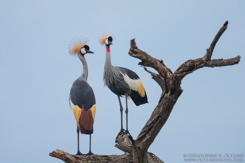 Grey Crowned-Cranes