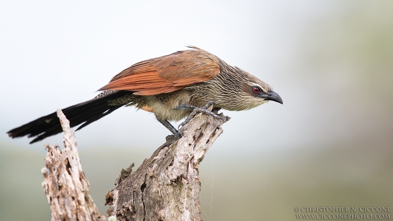 White-browed Coucal