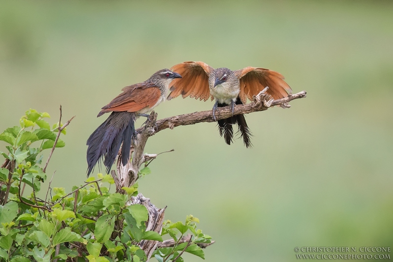 White-browed Coucal