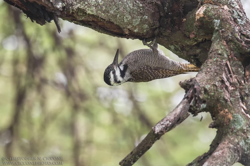 Bearded Woodpecker