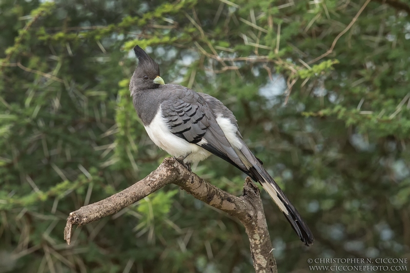 White-bellied Go-away-bird