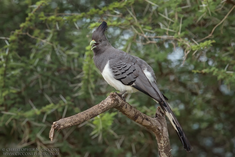 White-bellied Go-away-bird