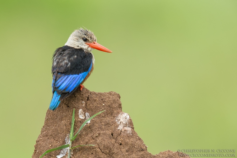 Grey-headed Kingfisher