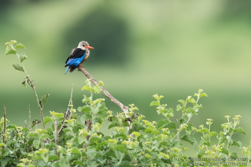 Grey-headed Kingfisher