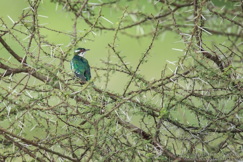 Diederik Cuckoo