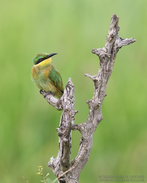 Little Bee-eater