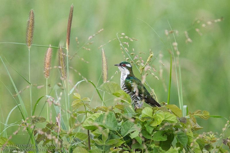 Diederik Cuckoo