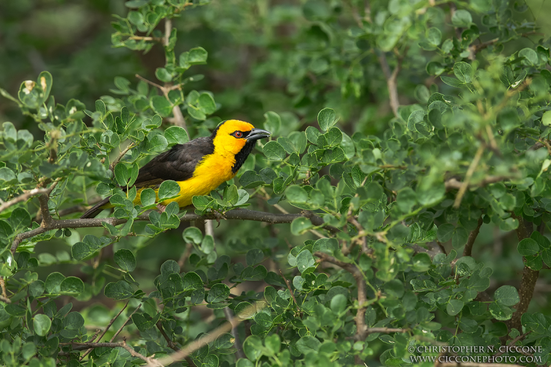 Black-necked Weaver