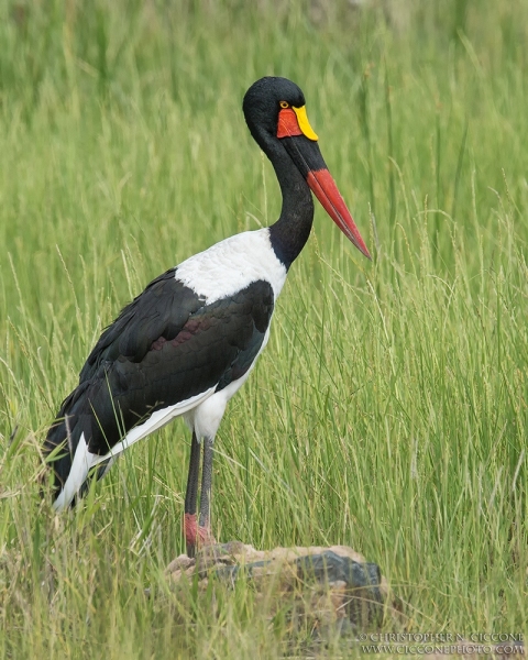 Saddle-billed Stork