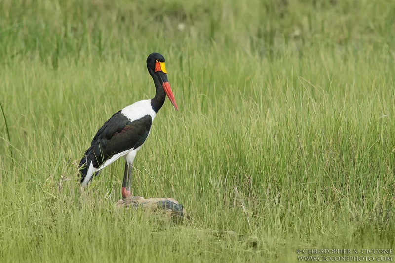 Saddle-billed Stork