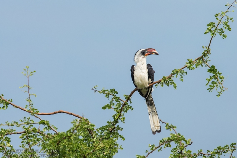 Von der Decken's Hornbill