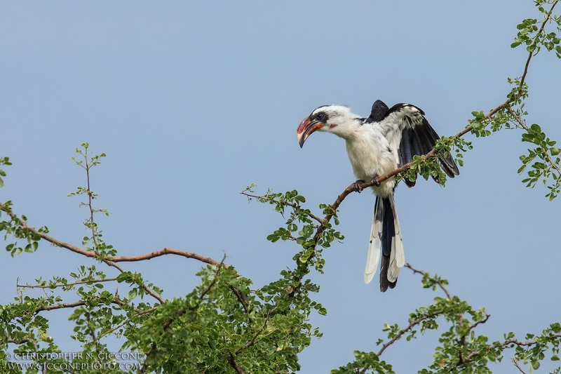 Von der Decken's Hornbill