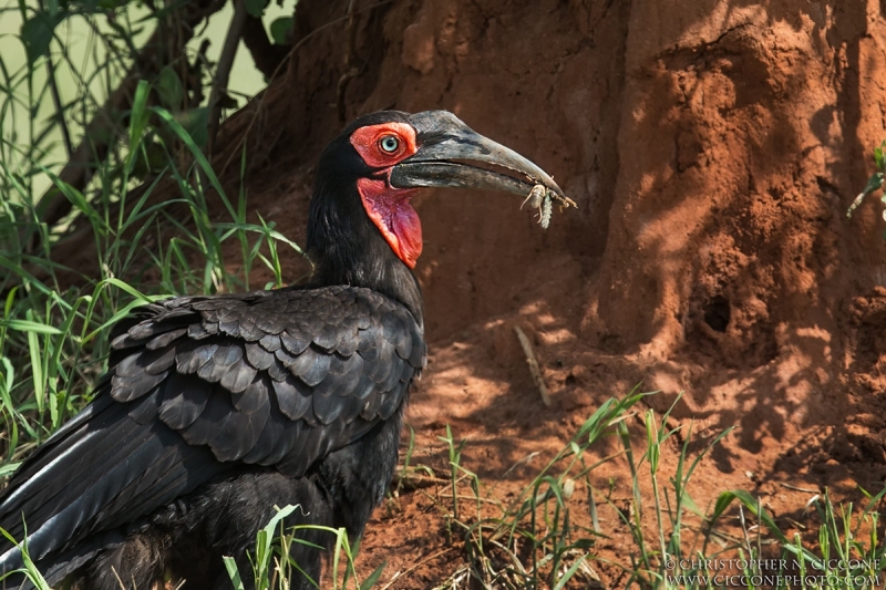 Southern Ground-Hornbill