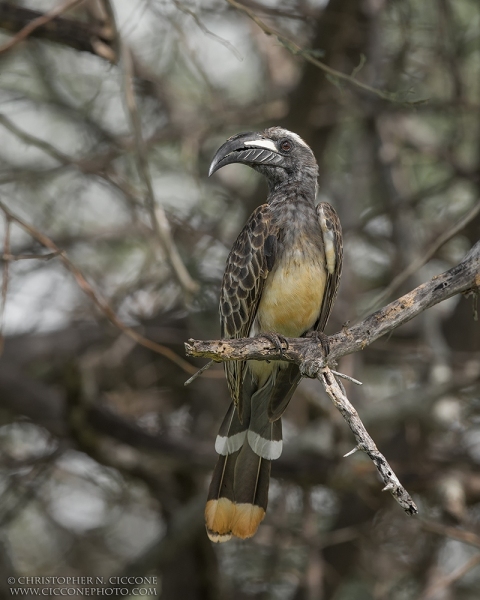 African Grey Hornbill