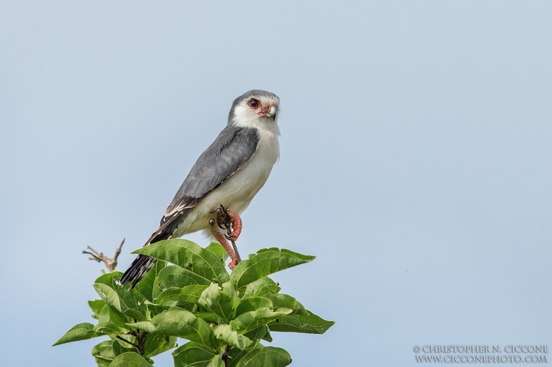 Pygmy Falcon