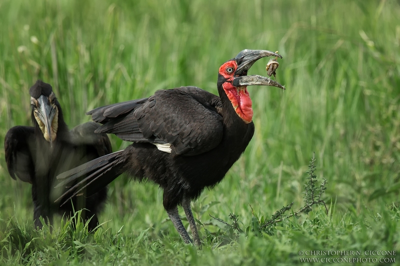 Southern Ground-Hornbill