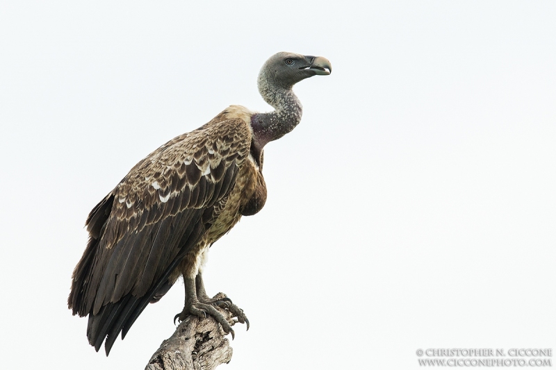 Rüppell's Griffin Vulture