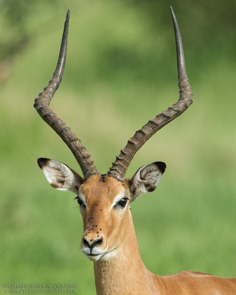 Impala