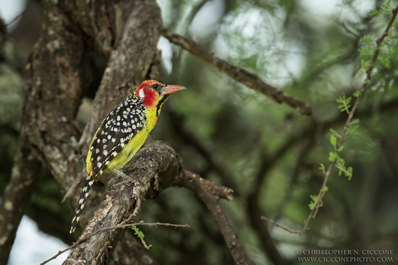 Red-and-yellow Barbet