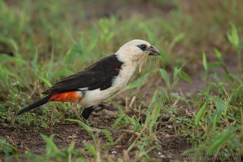 White-headed Buffalo Weaver