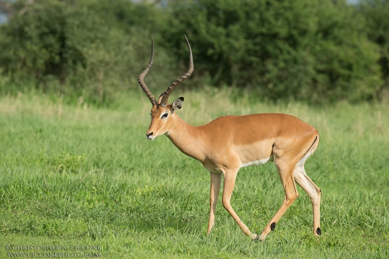 Impala