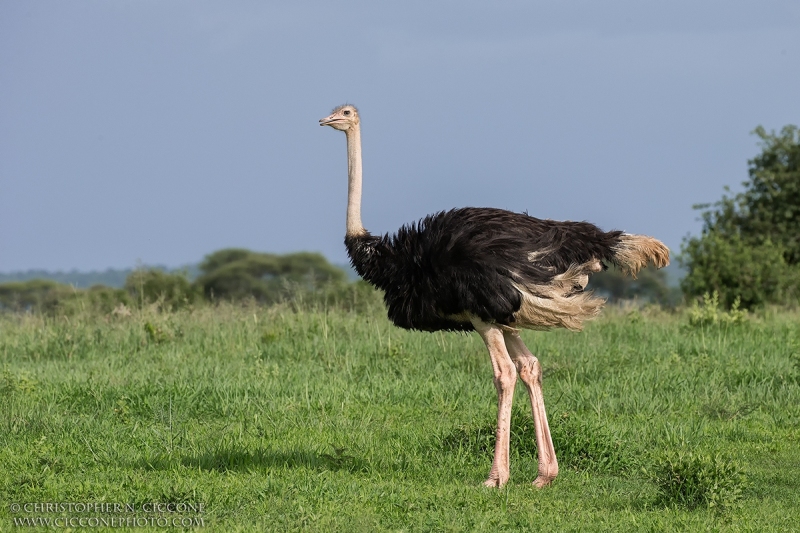 Common Ostrich