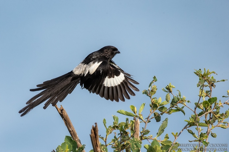 Magpie Shrike