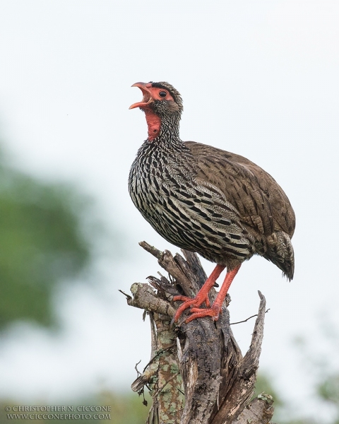 Red-necked Spurfowl