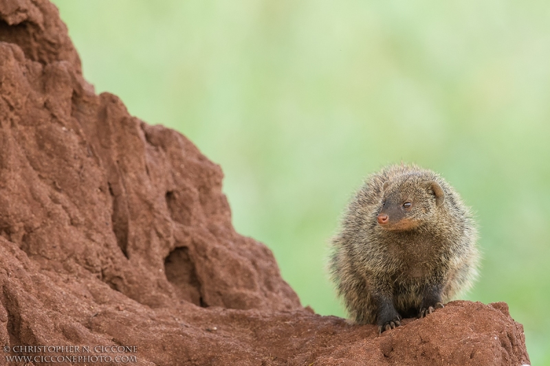 Banded Mongoose