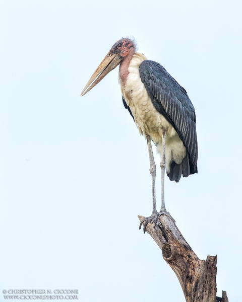 Marabou Stork