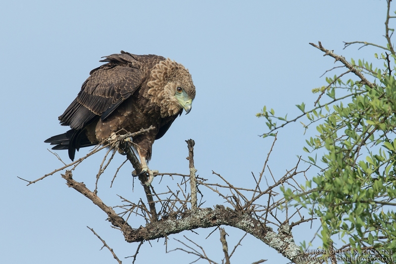 Bateleur