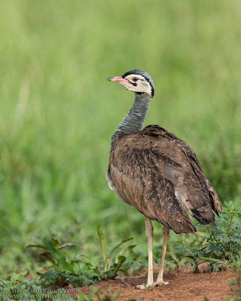 White-bellied Bustard