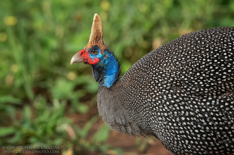 Helmeted Guineafowl