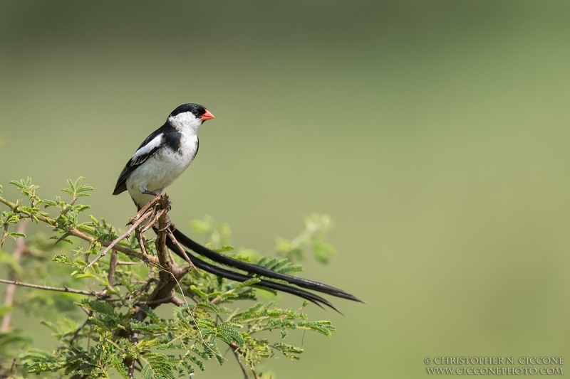 Pin-tailed Whydah