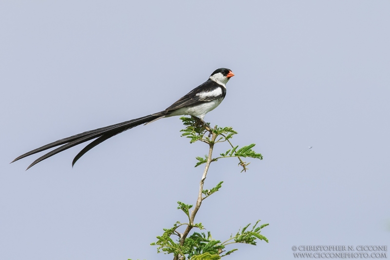 Pin-tailed Whydah