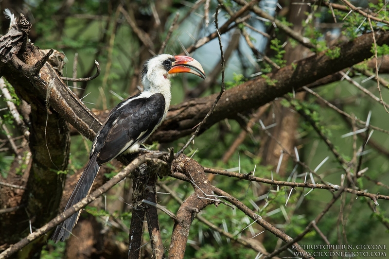 Von der Decken's Hornbill