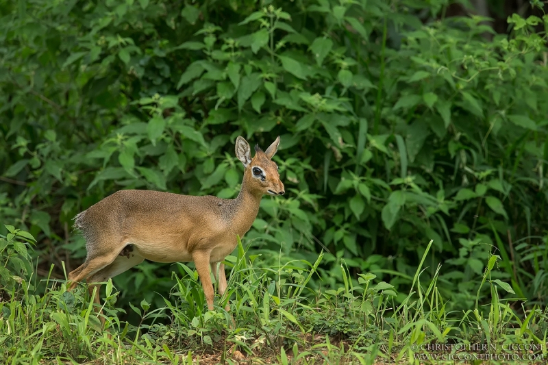 Dik-dik