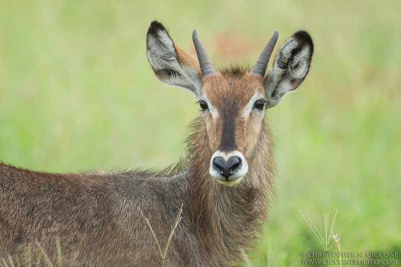 Waterbuck