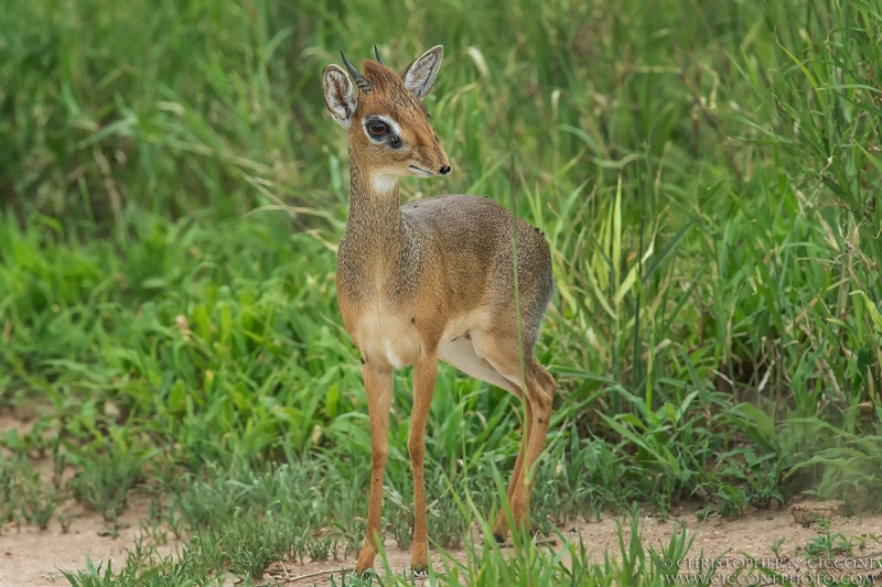 Dik-dik