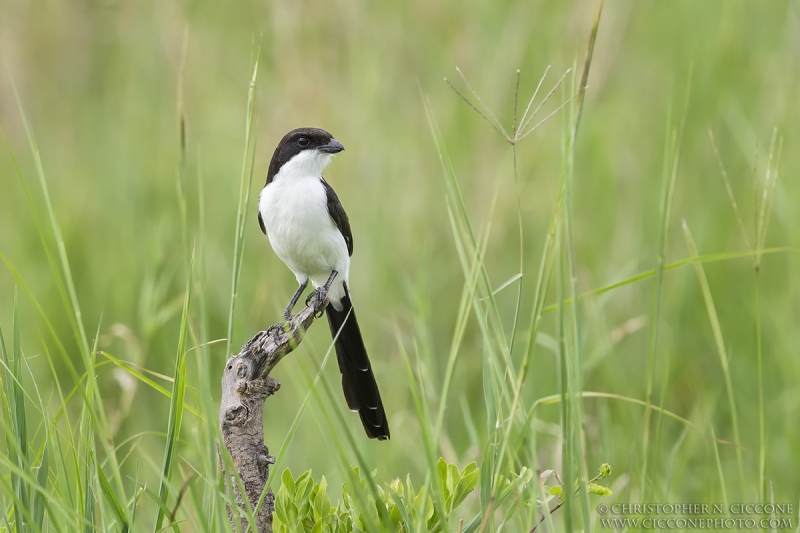 Long-tailed Fiscal