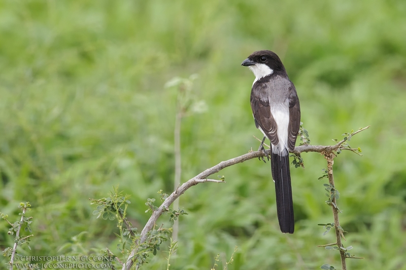 Long-tailed Fiscal