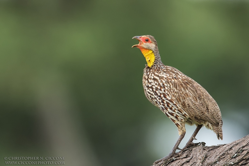 Yellow-necked Spurfowl