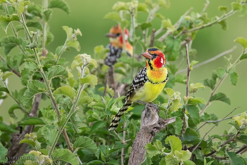 Red-and-yellow Barbet