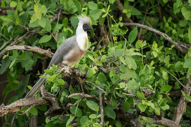 Bare-faced Go-away-bird